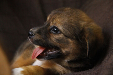 Closeup shot of a cute brown puppy with its tongue out