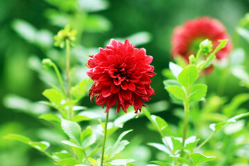 Dahlia is a genus of bushy, tuberous, herbaceous perennial plants native to Mexico and Central America. Very nice flower in the garden.Bloom in a rainbow of colors, wallpaper, desktop etc.