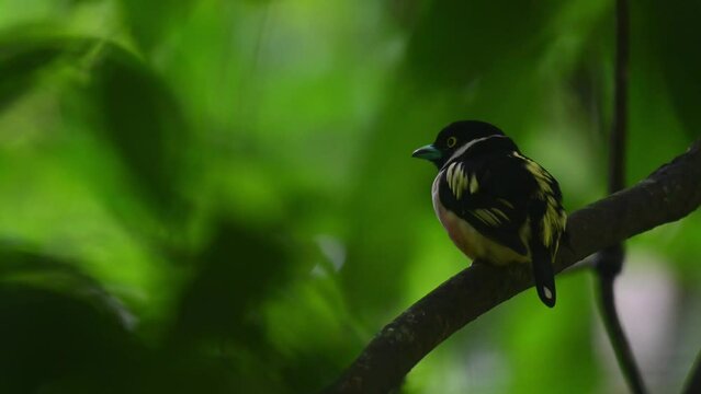 Black-and-yellow Broadbill, Eurylaimus ochromalus, Thailand