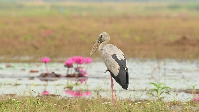 Asian Openbill Stork, Anastomus oscitans, Nakhon Nayok, Thailand