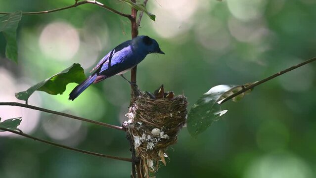 Black-naped Monarch, Hypothymis azurea, Kaeng Krachan National Park