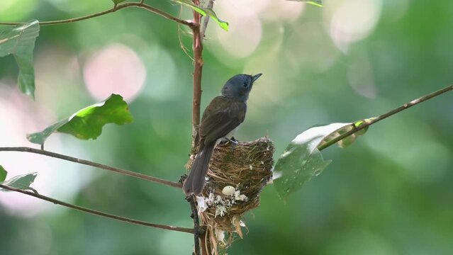 Black-naped Monarch, Hypothymis azurea, Kaeng Krachan National Park, Female