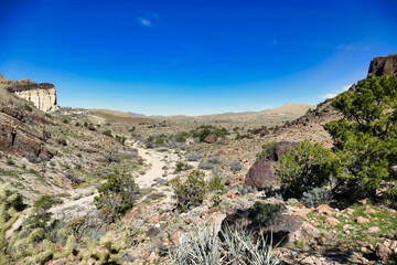 Desert landscape with pine trees along the Barber Peak Trail in the Providence Mountains, Mojave National Preserve, California, USA
