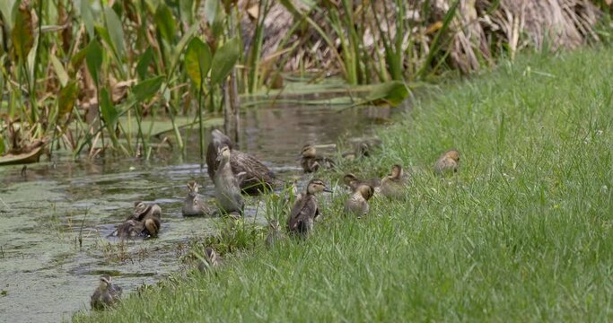 Mottled duck with chicks in the wetlands of Florida
