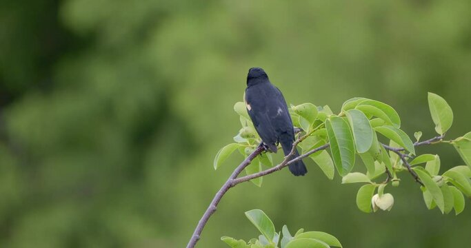 Red-winged blackbird on a tree branch in Florida