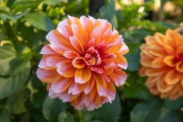 Fototapeten Shallow focus of a light pink and yellow dahlia flower in the garden © Y Rose/Wirestock Creators