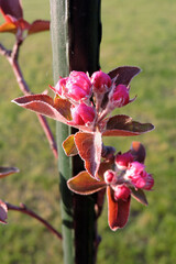 Opening pink buds of an apple tree and red leaves in the sunlight, blurred green lawn in the...
