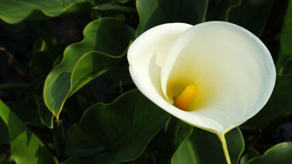 Closeup of a Calla flower in a park