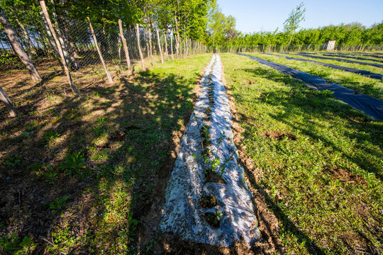 Blueberry plantation, the field on the farm in Samegrelo, Georgia.