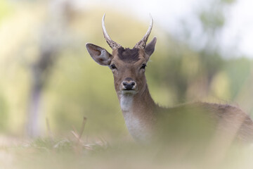 Portrait of a deer on a blurred background