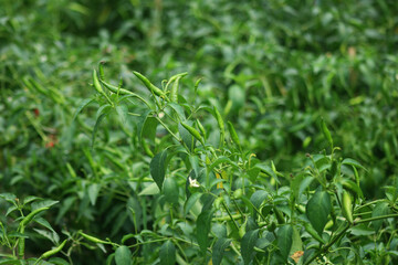 Chili peppers from Nahuatl chīlli are varieties of the berry-fruit of plants from the genus Capsicum, which are members of the nightshade family Solanaceae.This garden is very nice in  the village.
