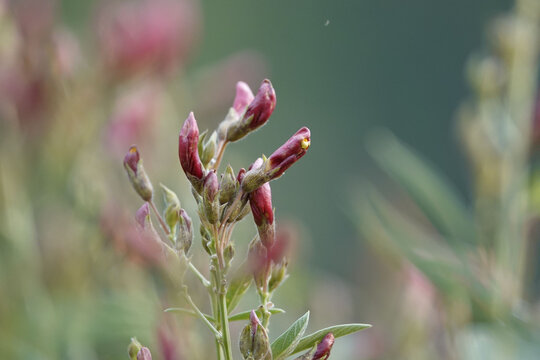 Selective focus shot of fumaria officinalis flowering plant in a field