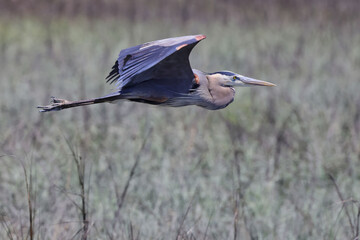 Beautiful shot of a great heron bird flying over a green natural field