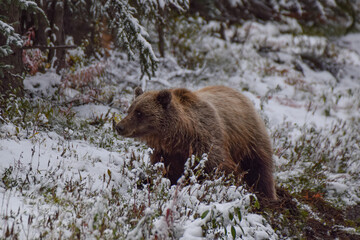 Grizzly bear in Denali National Park, Alaska, USA