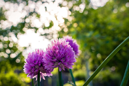 Closeup Shot Of A White Ornamental Onion