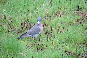 A common wood pigeon standing on green grass