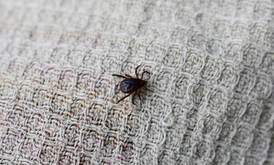 A small tick crawls on the fabric surface.