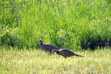 A portrait of two brown female pheasants walking through the meadow in the sunlight
