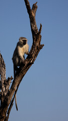 a vervet monkey in a dead tree