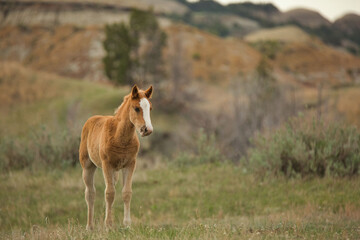 Baby wild horse at Theodore Roosevelt National Park, North Dakota - obrazy, fototapety, plakaty
