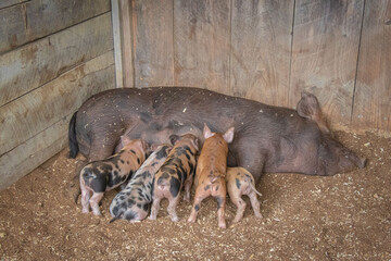 Beautiful shot of the little piglets breastfeeding from their mother in the barn during daytime
