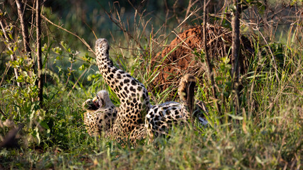 huge male leopard in the wild