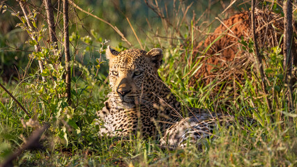 Fototapeta na wymiar huge male leopard in the wild