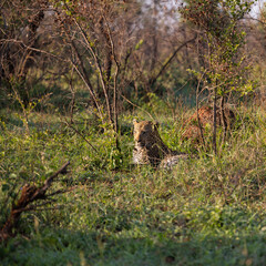 huge male leopard in the wild