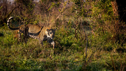 huge male leopard in the wild
