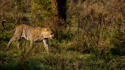 huge male leopard in the wild