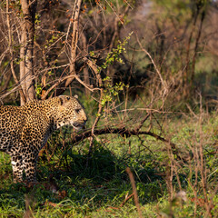 huge male leopard in the wild