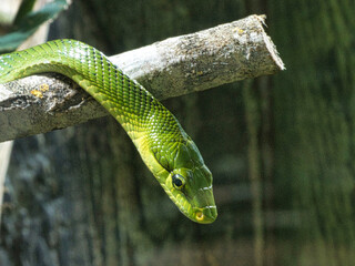 Fototapeta premium Serpent vert