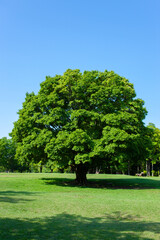 Green Tree