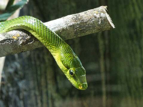 Serpent vert