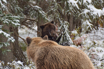 Grizzly bear cub in Denali National Park, Alaska, USA