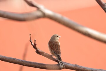 Konopka obecná Carduelis cannabina