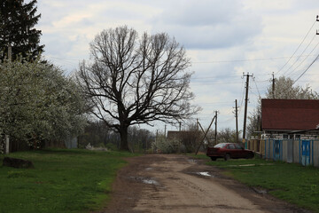 Big old oak tree in the village