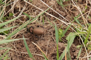 Střevlík měděný/Carabus cancellatus Illiger