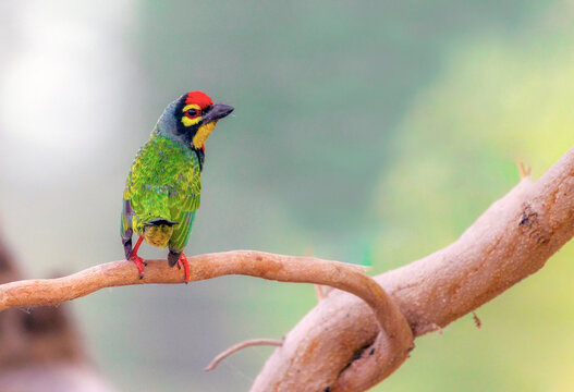 The copper smith barbet, also called crimson-breasted barbet and copper smith, beautiful portrait of colourful wildlife bird  with blur background , 