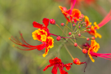 Fleurs du petit flamboyant, caesalpinia pulcherrima