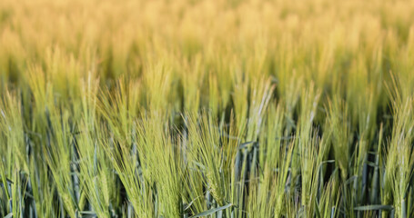 Ears of young green rye in the rays of the setting sun. Rural landscapes, selective soft focus, shallow depth of field.