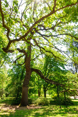 Millenary oak with more than two thousand years of age in the Campo del Moro park in Madrid.