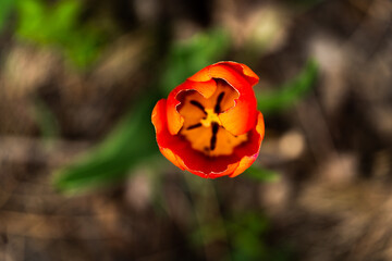 żółto czerwony tulipan widoczny z góry
