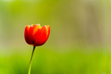 żółto czerwony tulipan na tle lasy