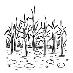Simple hand drawn vector drawing in black outline. Overgrown shore of the lake, river. Reeds in the water, lotus leaves, swamp. Nature, landscape, duck hunting, fishing. Ink sketch.