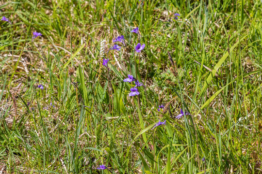 Butterwort flowers in a meadow
