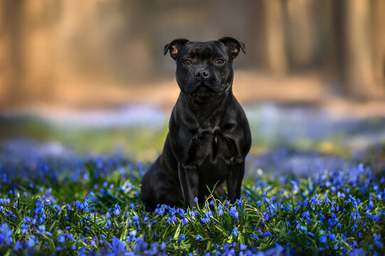 staffordshire bull terrier dog sitting in the park on a field of blooming siberian squill flowers