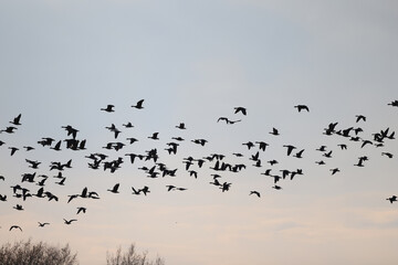 migratory geese flock in the spring in the field