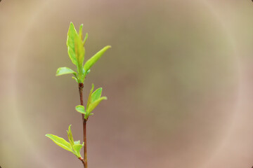 spring branches shoots leaves seasonal background