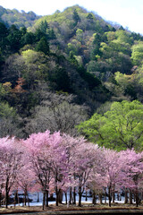 ミニ尾瀬公園・桜（福島県・檜枝岐村）
